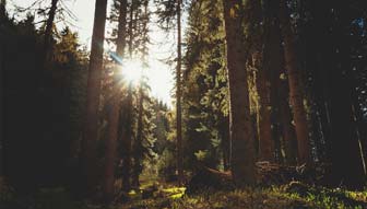 Puszcza Białowieska